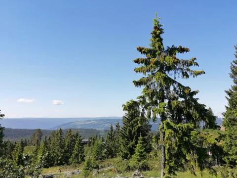 Pine trees in the mountains Stock Photos
