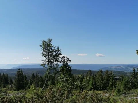 Pine trees in the mountains Stock Photos