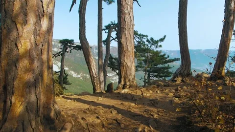 Pine trees in the mountains, trunk Stock Footage 143138964
