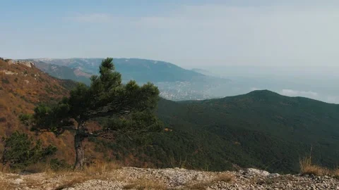 Pine trees in the mountains, trunk Video stock 143993780