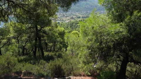 Pine trees moved by the wind, sea and village in background in Evia, Greece 库存影片 116818250