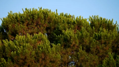 Pine trees moved by the wind in a sunny day. Super slow motion 4K Video stock 299744905