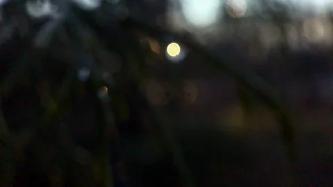 Pine TRees moving in breeze at sunset Stock Footage 100607461