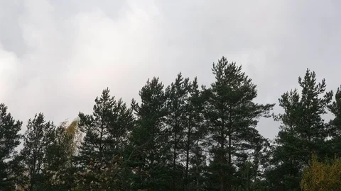 Pine trees moving on strong wind Stock Footage 119500147