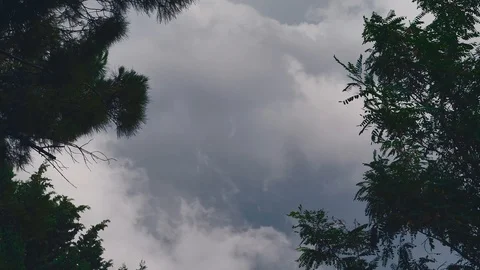 Pine trees moving on strong wind. Stormy weather. Stock Footage 122952923