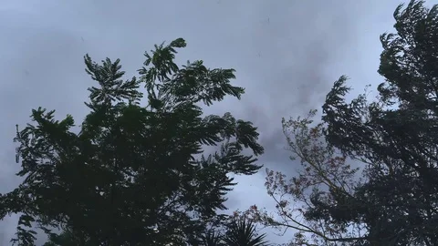 Pine trees moving on strong wind. Stormy weather.	 Stock Footage 122953144
