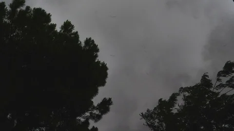 Pine trees moving on strong wind. Stormy weather.	 Stock Footage 122953174