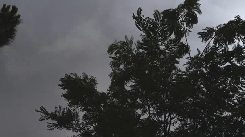 Pine trees moving on strong wind. Stormy weather.	 Stock Footage 122953201