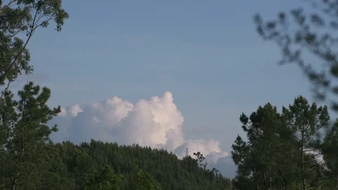 Pine trees moving with the wind, big white cloud on a blue sky Stock Footage 128846277