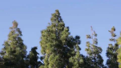 Pine trees moving in the wind on blue sky background 库存影片 170115073