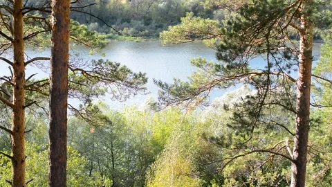 Pine trees in natural conditions in the open air in the warm season on the backg Video stock 95765819