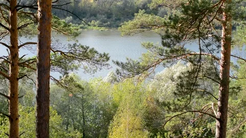 Pine trees in natural conditions in the open air in the warm season on the backg Stock Footage 95765822
