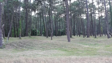 Pine trees near Morouzos beach in Ortigueira, Spain Stock Footage 311429528