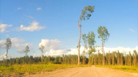 Pine trees near the road in a field timelapse Stock Footage 87220973