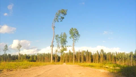 Pine trees near the road in the field timelapse Stock Footage 87221502
