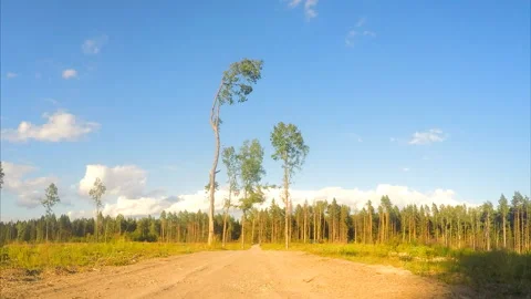 Pine trees near the sandy road in a field timelapse Vidéo 87224360