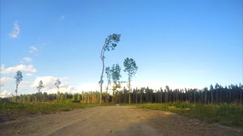 Pine trees near the sandy road in the field timelapse Stock Footage 87229738