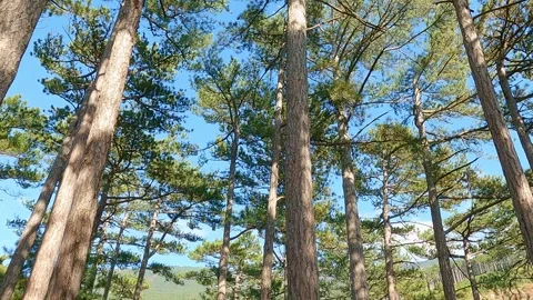 Pine trees with needles on branches in coniferous mountain forest Stock Footage 243986899