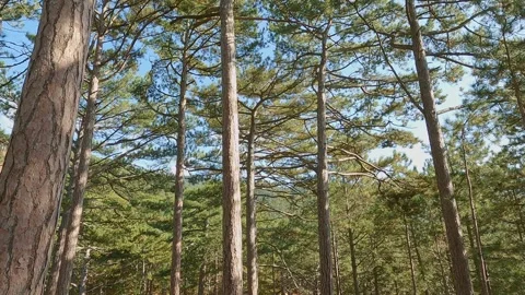 Pine trees with needles on branches in coniferous mountain forest Video stock 243987120