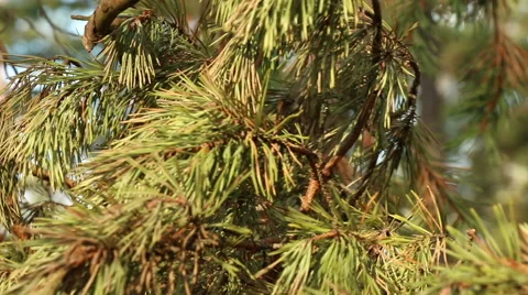 Pine trees needles in sunny day motion footage made with slider Stock Footage 48896078