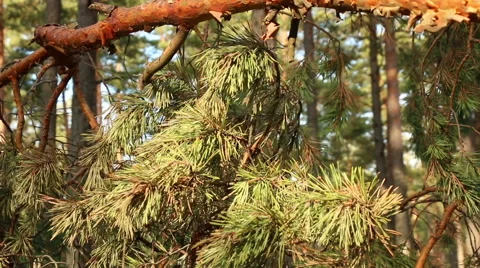 Pine trees needles in sunny day motion footage made with slider Video stock 48896148
