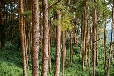 Pine trees with a number of several trees. In the park, that is very beautifu Stock Photos