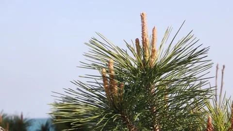 Pine trees at the ocean Vídeo Stock 310231074