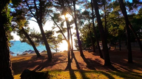 Pine trees with ocean zoom out Video stock 313504074