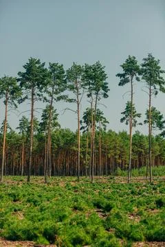 Pine trees, old in the background and young planted in the foreground, Euro.. Stock Photos