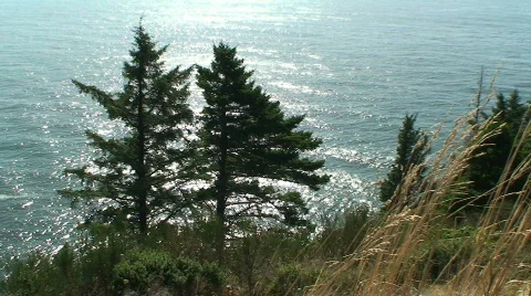 Pine Trees Oregon Coast 库存影片 693634