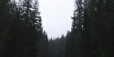 Pine Trees in Oregon Mountains Tracking Shot from Vehicle Stock Footage 24137826