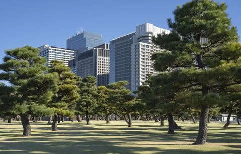 Pine trees in outer garden Imperial Palace with high building skyscrapers b.. Stock Photos