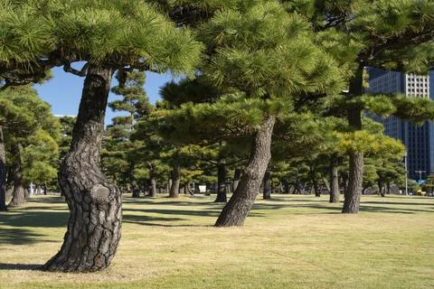 Pine trees in outer garden Imperial Palace with high building skyscrapers b.. Stock Photos