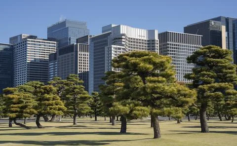 Pine trees in outer garden Imperial Palace with high building skyscrapers b.. Stock Photos