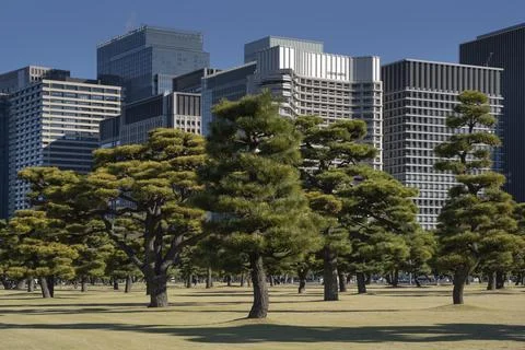 Pine trees in outer garden Imperial Palace with high building skyscrapers b.. Stock Photos