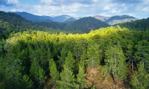 Pine trees over mountains landscape. Panorama of Paphos forest, Cyprus Foto stock