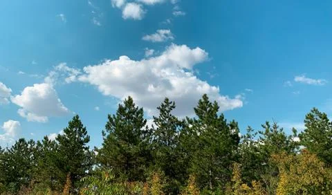 Pine trees over sunny bright blue sky with clouds Stock Photos