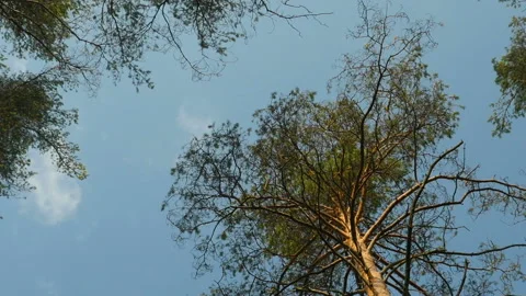 Pine trees overhead zoom out Stock Footage 97746044