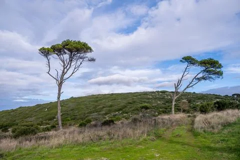 Pine trees overlooking distant countryside valley 스톡 사진