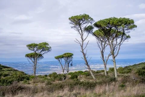 Pine trees overlooking distant countryside valley Foto stock