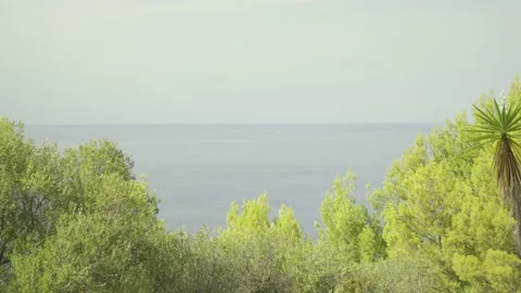 Pine trees overlooking Mediterranean sea Stock Footage 160983599