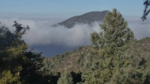 Pine trees overlooking a mountain 스톡 동영상 142098433