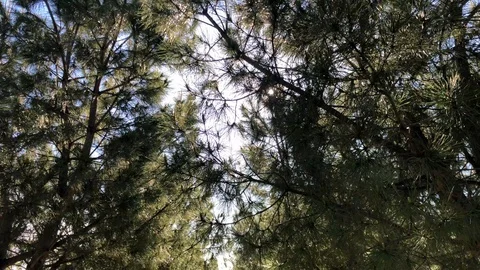 Pine trees in a park blue sky Stock Footage 128896093