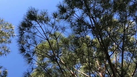 Pine trees in a park blue sky Stock Footage 128896146