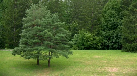 Pine trees in park Stock-Footage 510570