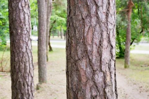 Pine trees in a park Stock Photos