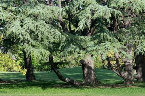 Pine trees in the park Stock Photos