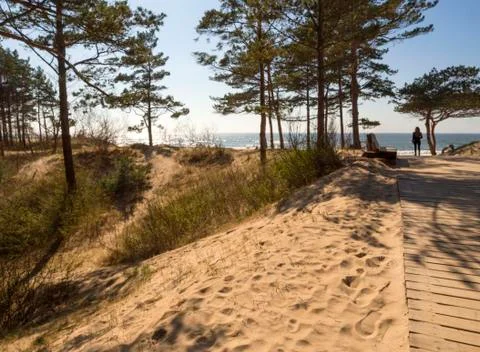 Pine trees in a park on the sandy beach of the Baltic Sea in Palanga, Lithuan Stock Photos