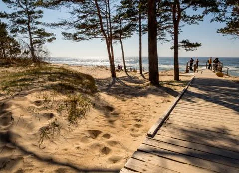 Pine trees in a park on the sandy beach of the Baltic Sea in Palanga, Lithuan Stock Photos