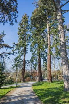Pine trees in the park in springtime. Nature background. Foto stock